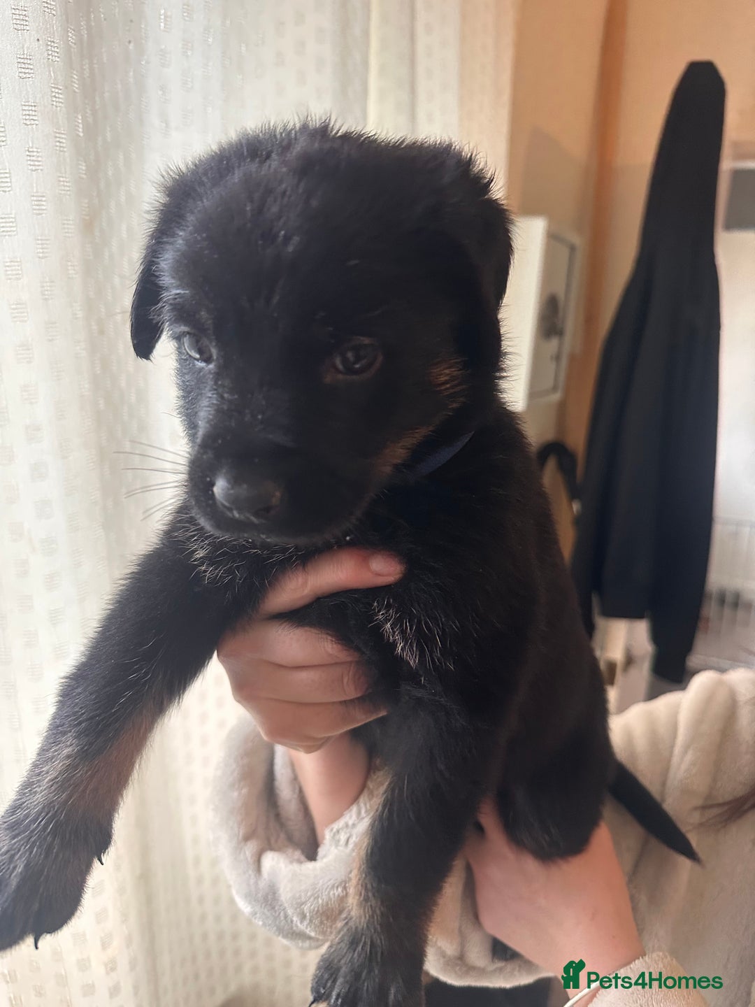 Mixed Breed dogs for sale: Shepweiller Puppies (8/10/25) REDUCED! - Advert 25