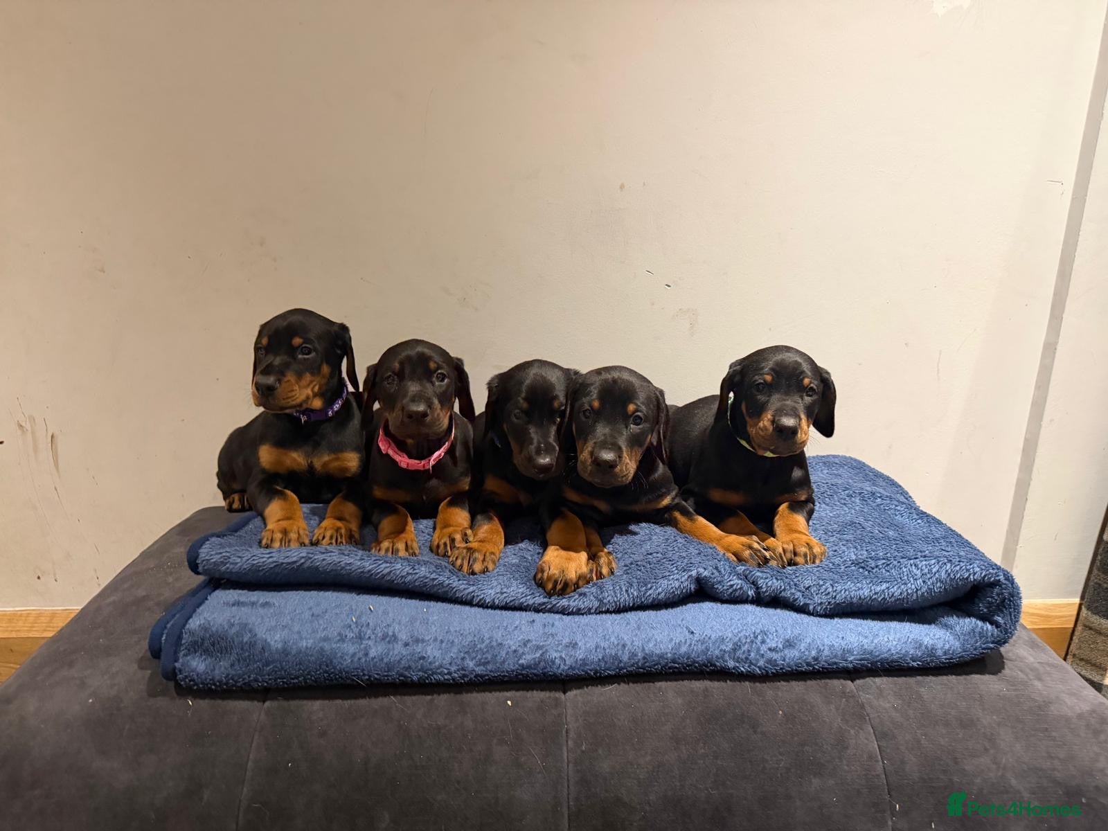 Dobermann dogs 8 stunning Doberman puppies  - Advert 1