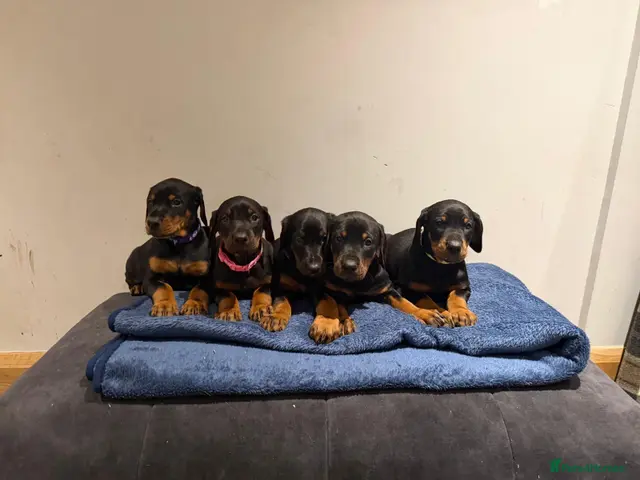 Dobermann dogs 8 stunning Doberman puppies - Advert 1