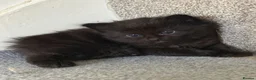 Mixed Breed cats for sale: Four Stunning Ragdoll  & Ragamuffin kittens  - Advert 4