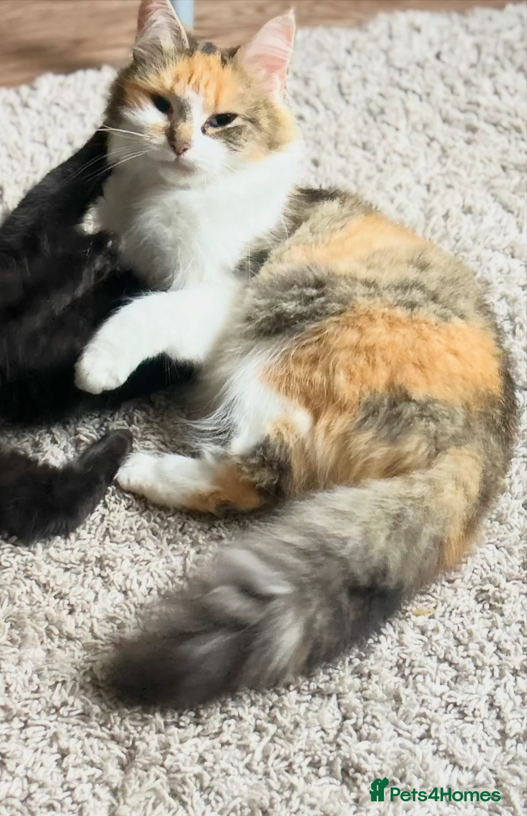 Mixed Breed cats for sale: Kitten for sale in Knighton - Advert 2