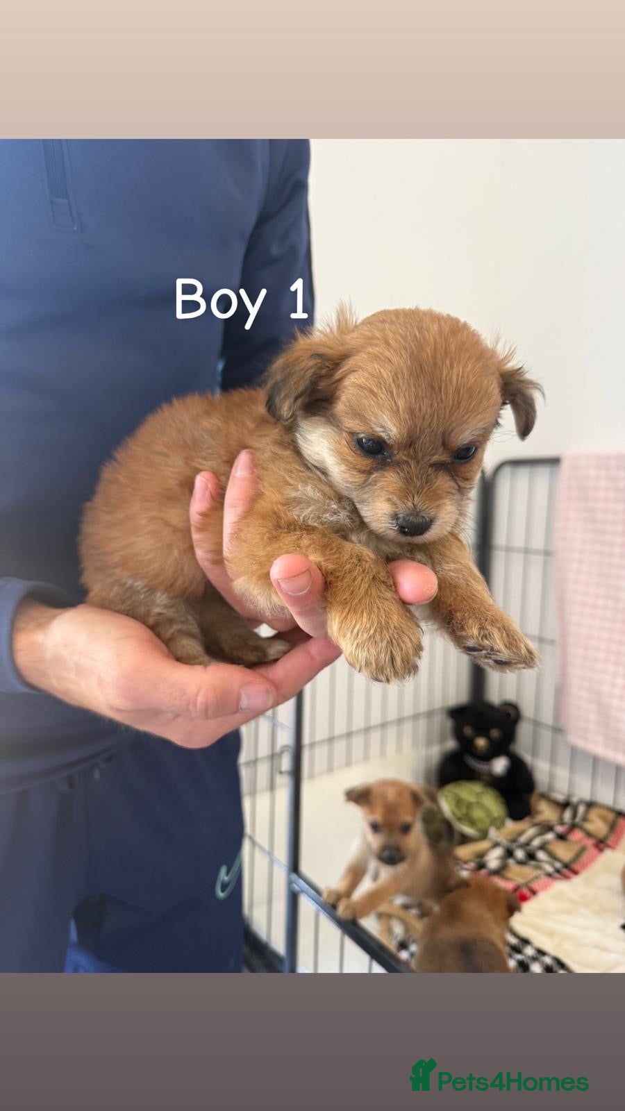 Mixed Breed dogs Norfolk terrier x Pomeranians - Advert 1