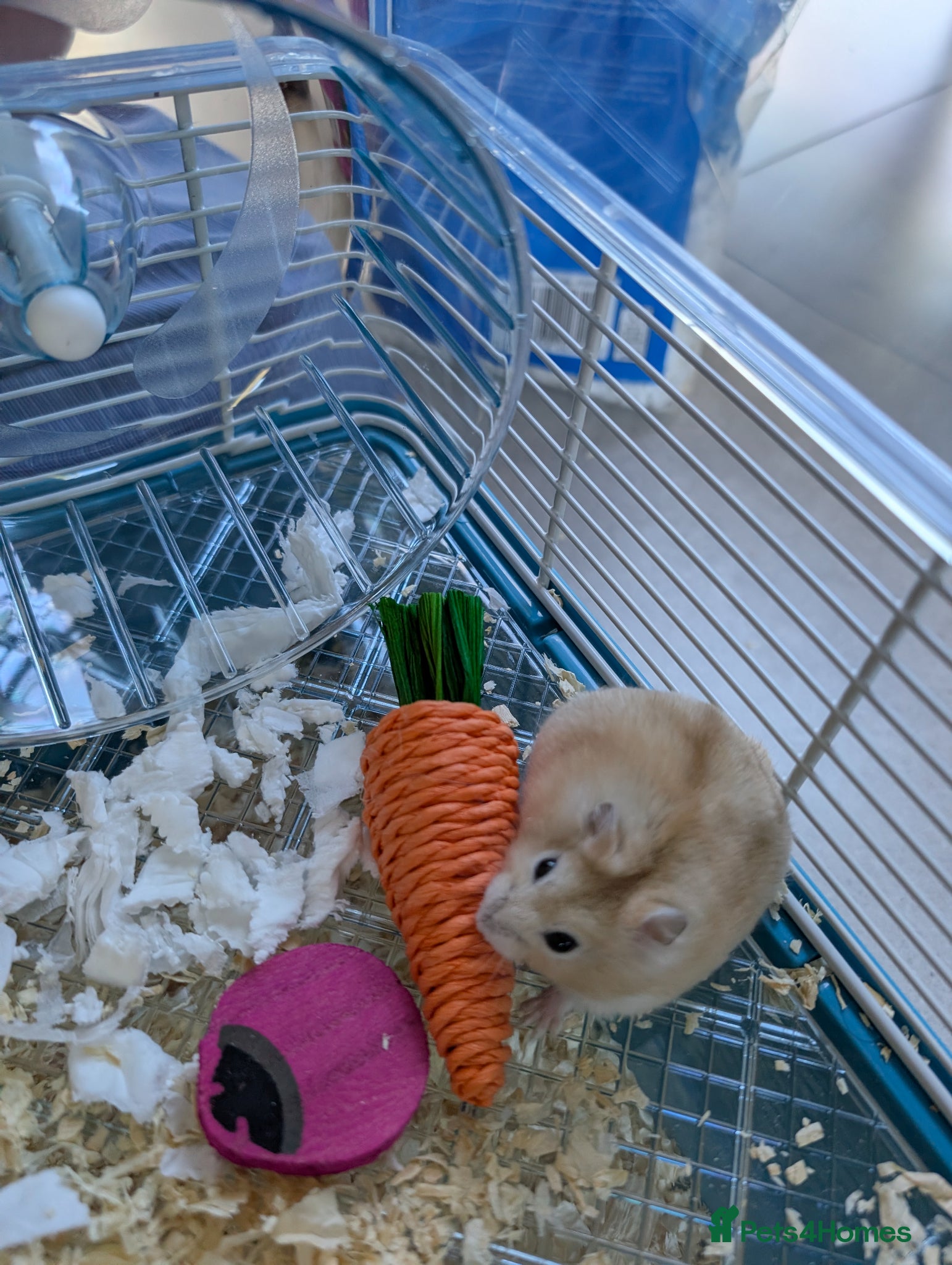 Hamster rodents Russian Dwarf Hamster - Advert 9