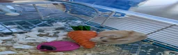 Hamster rodents for sale: Russian Dwarf Hamster - Advert 2
