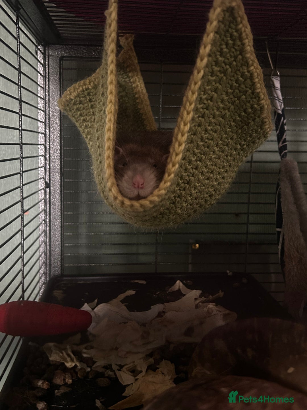 Rat rodents for sale: Two Male Rats - Image 5