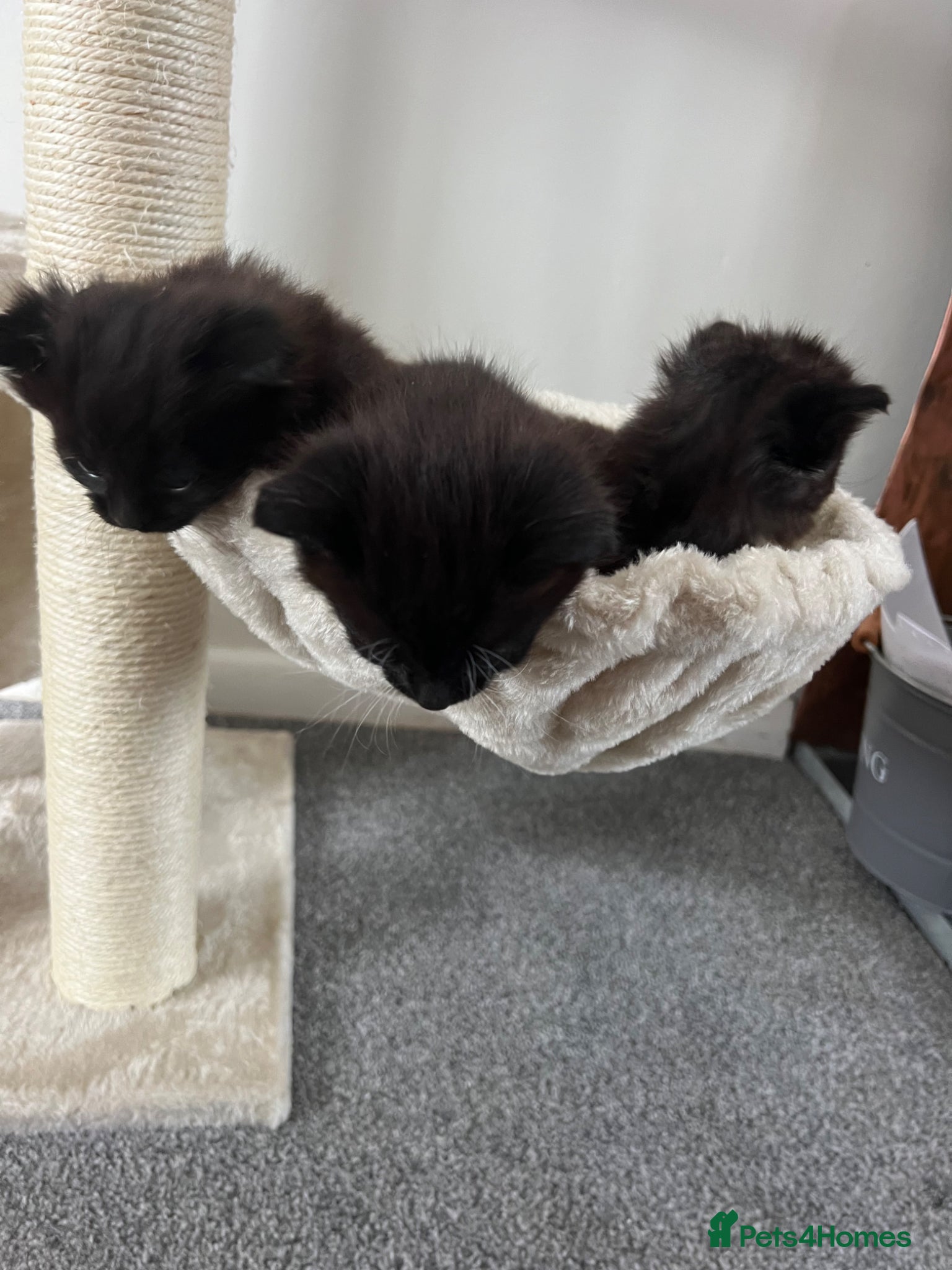 Mixed Breed cats for sale: 3 kittens - Advert 6