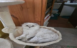 Scottish Fold cats for sale: Beautiful Scotish fold  - Image 1