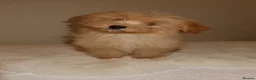 Pomapoo dogs for sale: Pompoo puppies  - Advert 8