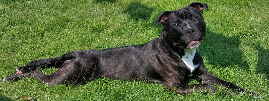 Staffordshire Bull Terrier dogs for stud: Hulk  - Image 3
