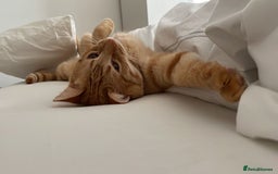 Siberian cats for sale: Male mix breed siberian and british shorthair cat - Image 2