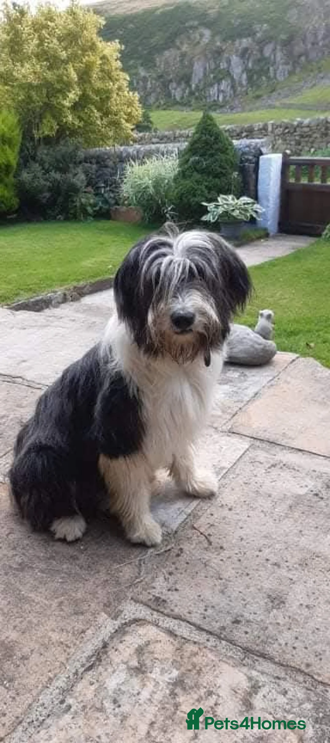 Bearded Collie dogs for sale: Beautiful bearded collie pups - Advert 1