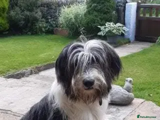 Bearded Collie dogs Beautiful bearded collie pups - Advert 16
