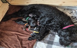 Cockapoo dogs for sale: Male F2 Cockapoo Puppy Ready for His Forever Home! - Advert 9