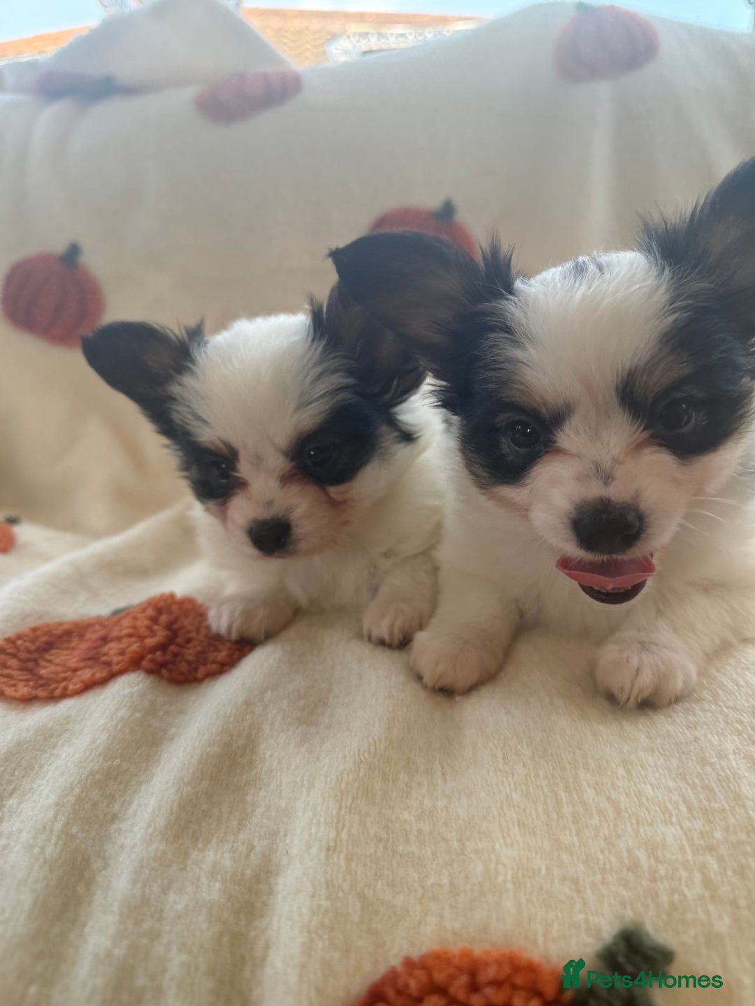 Papillon dogs for sale: 2 Beautiful Pedigree Female Papillons  - Image 7