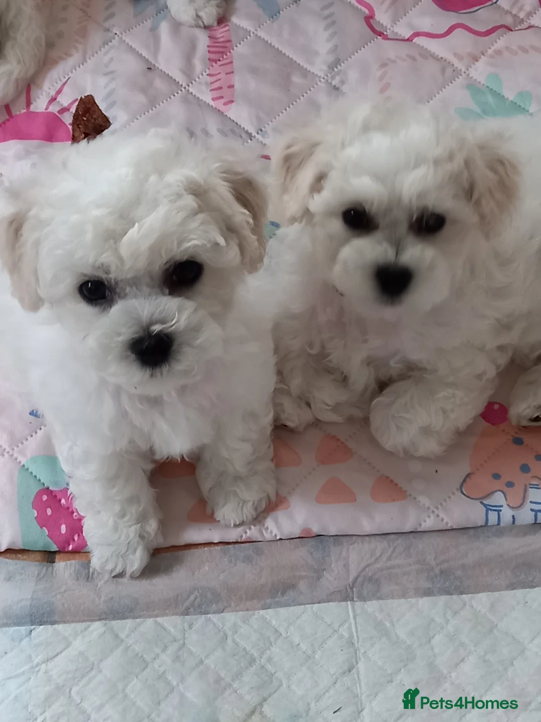 Bichon Frise dogs for sale: Bichon Frise puppies - Advert 2