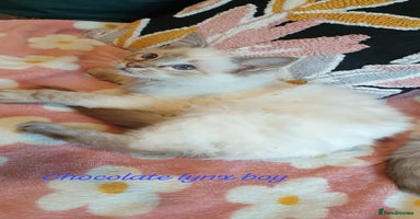Ragdoll cats Stunning GCCF Chocolate Lynx Ragdoll Kitten. - Advert 9