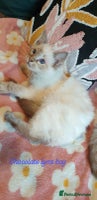 Ragdoll cats Stunning GCCF Chocolate Lynx Ragdoll Kitten. - Advert 10