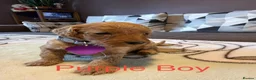 Labradoodle dogs for sale: Labradoodle Fox Red ♥️ - Advert 32