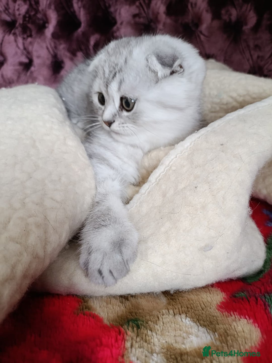 Scottish Fold cats for sale: Scottish Fold kitten  - Advert 1