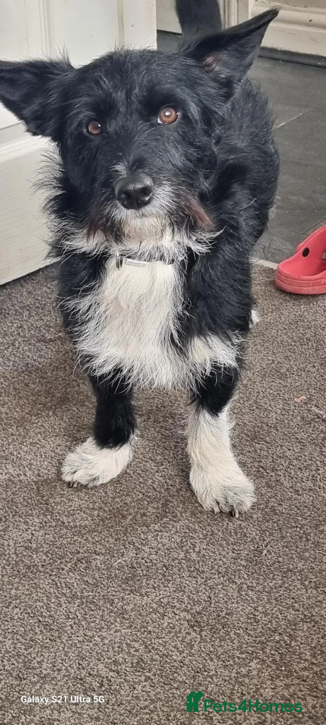 Jackapoo dogs for sale: Jackapoo in Bedlington - Advert 3