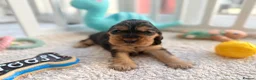 Cocker Spaniel dogs for sale: Champion Bloodline KC Show Cocker Spaniel Puppies  - Advert 25