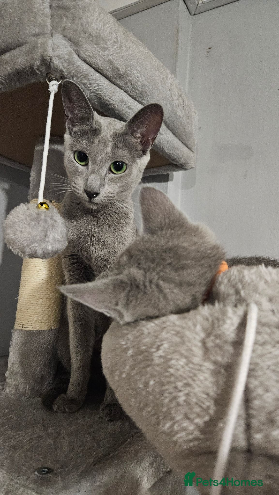 Russian Blue cats TICA Russian Blue  - Advert 1
