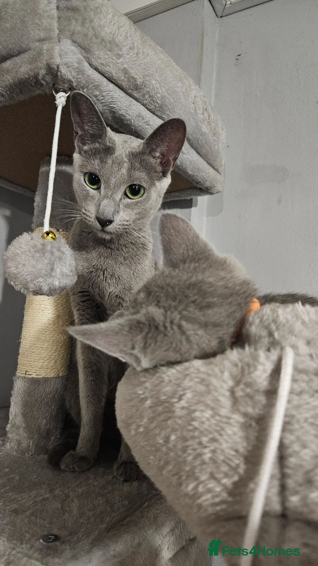 Russian Blue cats for sale: TICA Russian Blue  - Advert 1