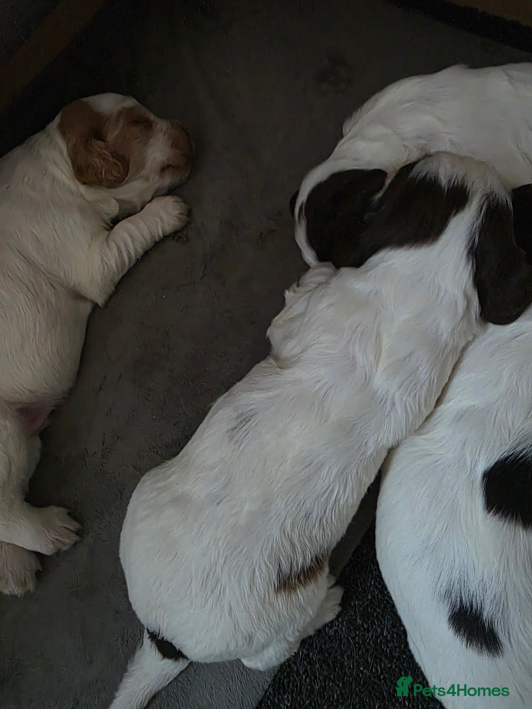 Sprocker dogs for sale: Beautiful Sprocker puppies  - Image 8