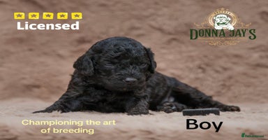 Cavapoo dogs - Advert 4