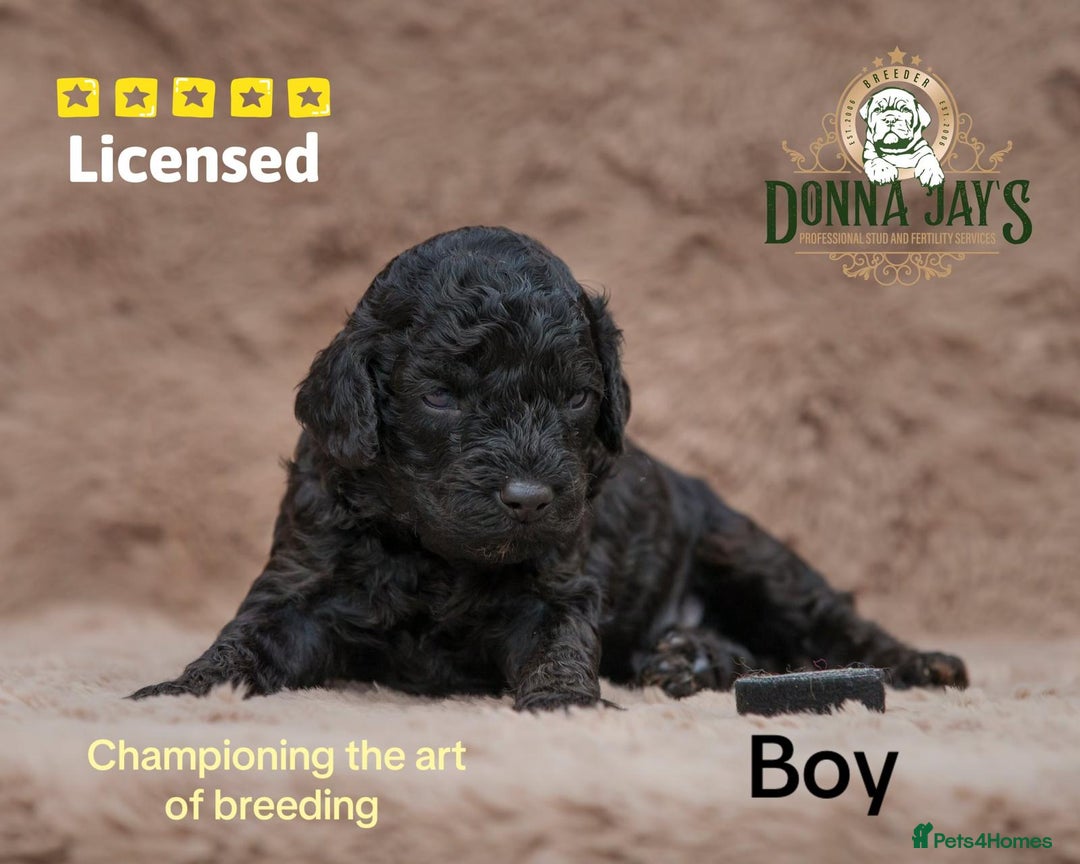 Cavapoo dogs for sale: DONNAJAYS Cavapoo’s  - Image 3