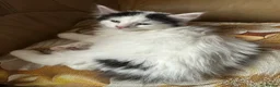Maine Coon cats for sale: Maine coon mix kitten in Mansfield - Advert 4