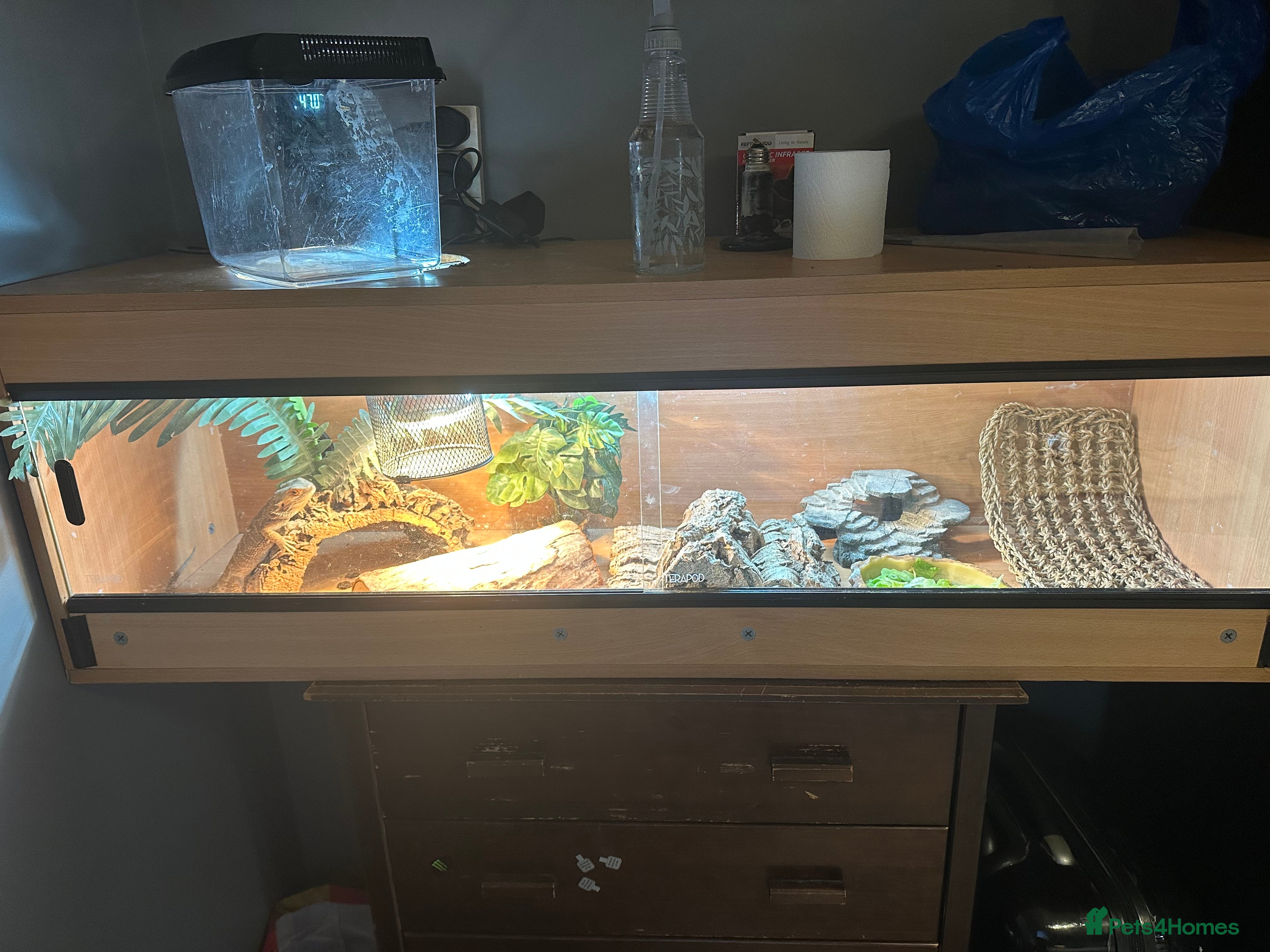 Bearded Dragon reptiles Her name is spike  - Advert 1