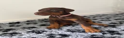 Dobermann dogs for sale: 9 Doberman Puppies- Ready to leave 6th June - Advert 9