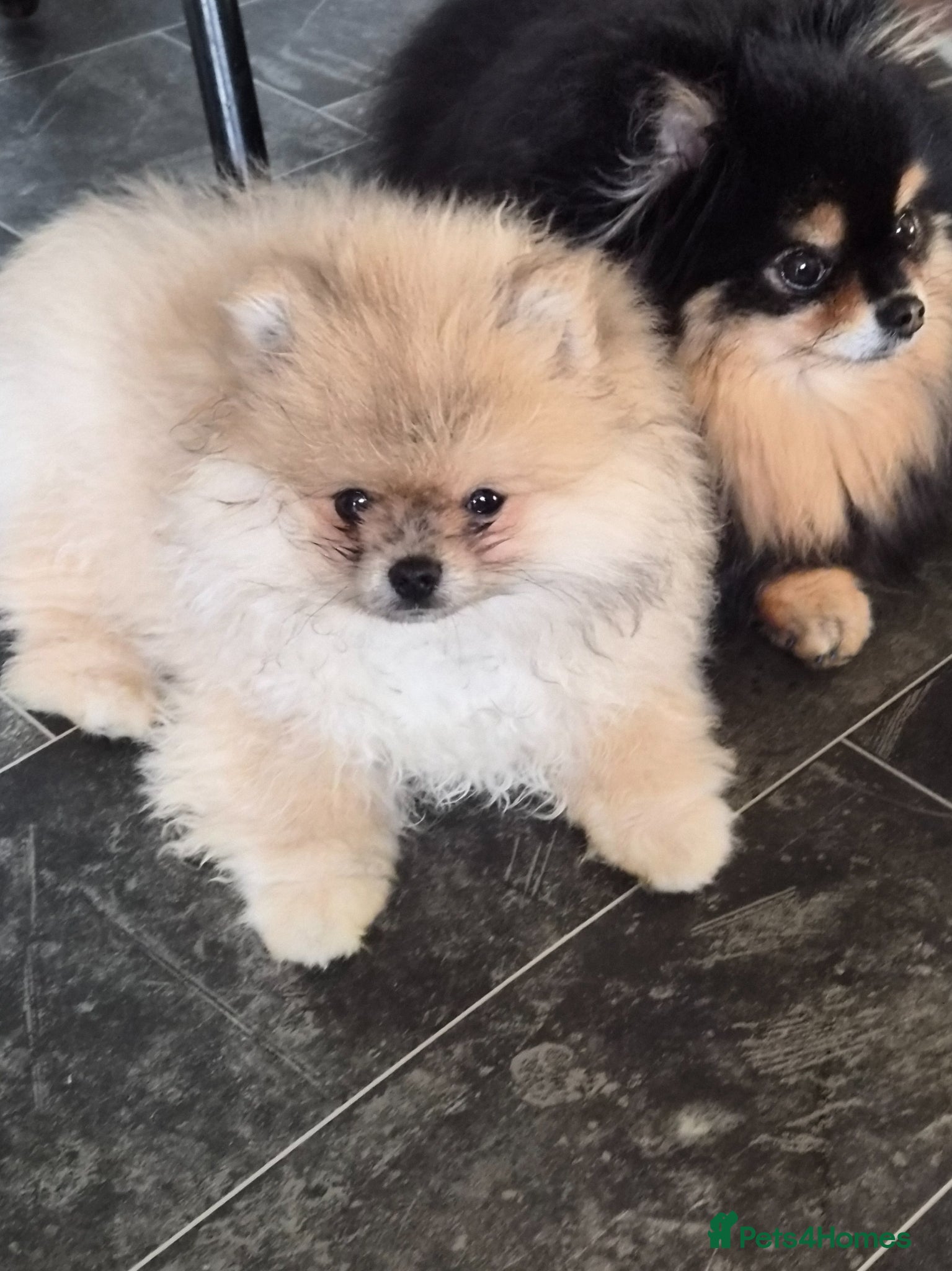 Pomeranian dogs Beautiful tiny pom boy💙💙 - Advert 4