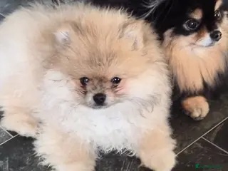 Pomeranian dogs Beautiful tiny pom boy💙💙 - Advert 4