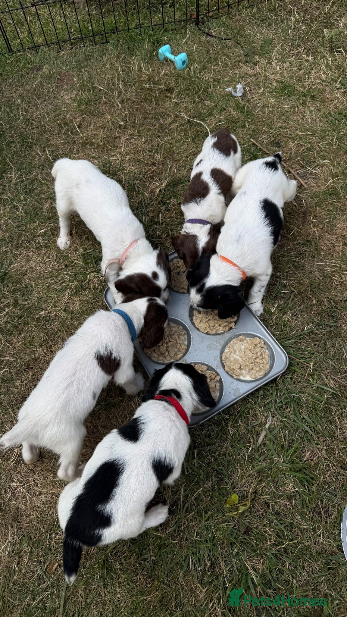 Sprocker dogs 4 lovely spaniel pups  - Advert 1