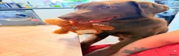 Labrador Retriever dogs for sale: Chocolate Labrador, 6 months old - Advert 2