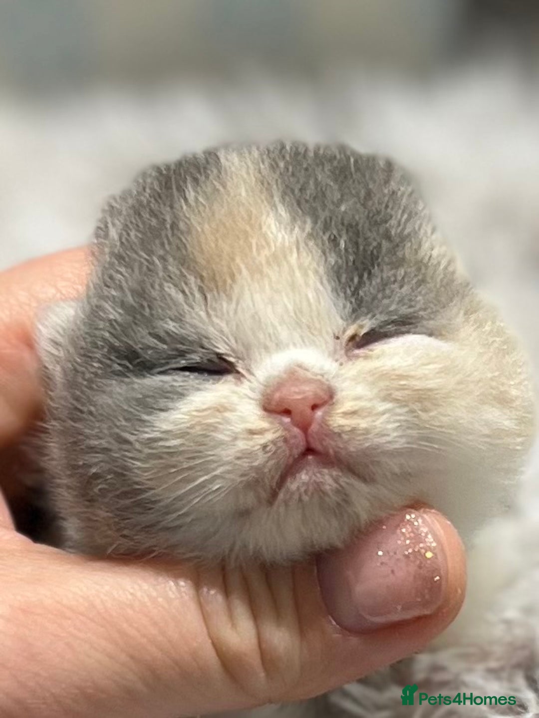 British Shorthair cats for sale: Exceptional BSH Girls, Champion Bloodlines - Advert 21