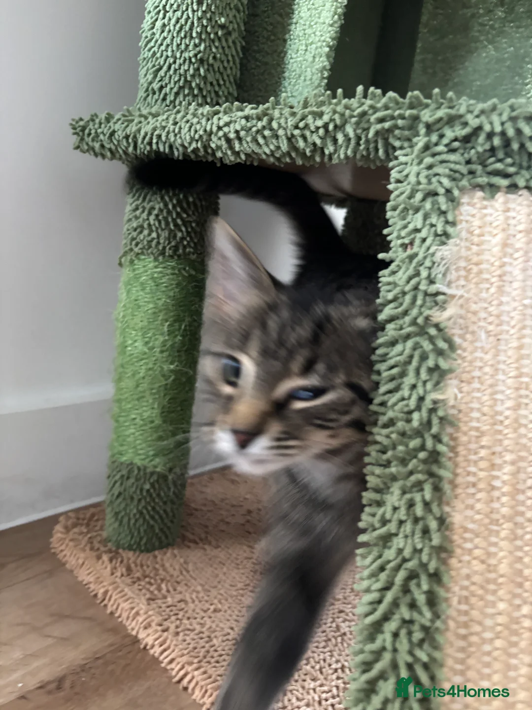 Mixed Breed cats for sale: Maine coon mixed  - Advert 2