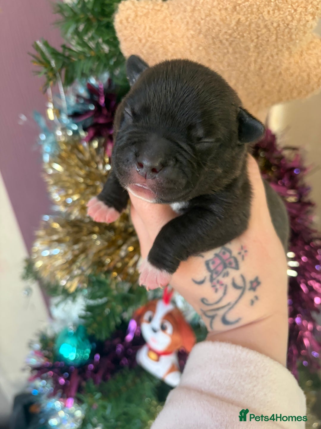 Mixed Breed dogs for sale: Staffy mixed French bulldog puppies  - Advert 6