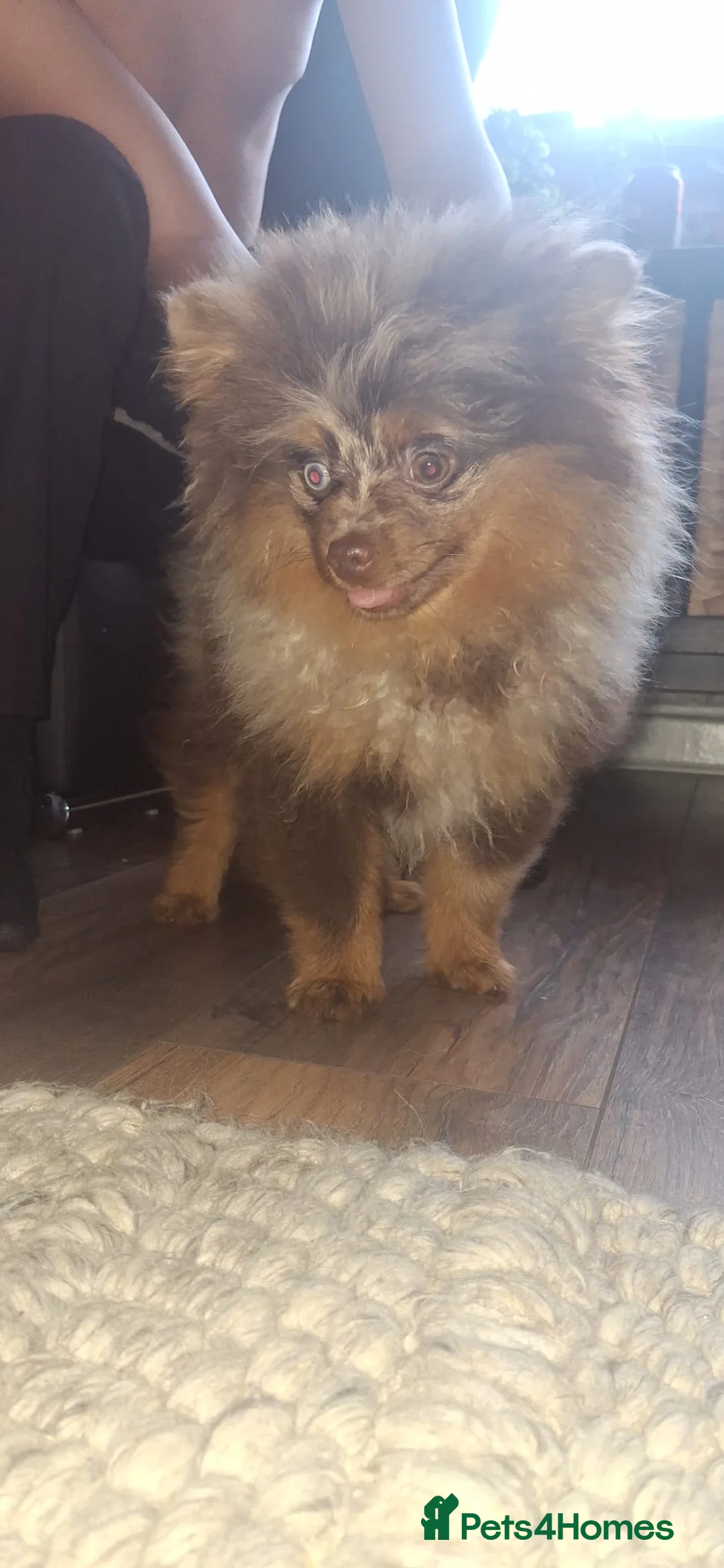 Pomeranian dogs for stud: Chocolate Merle pomeranian  - Advert 2