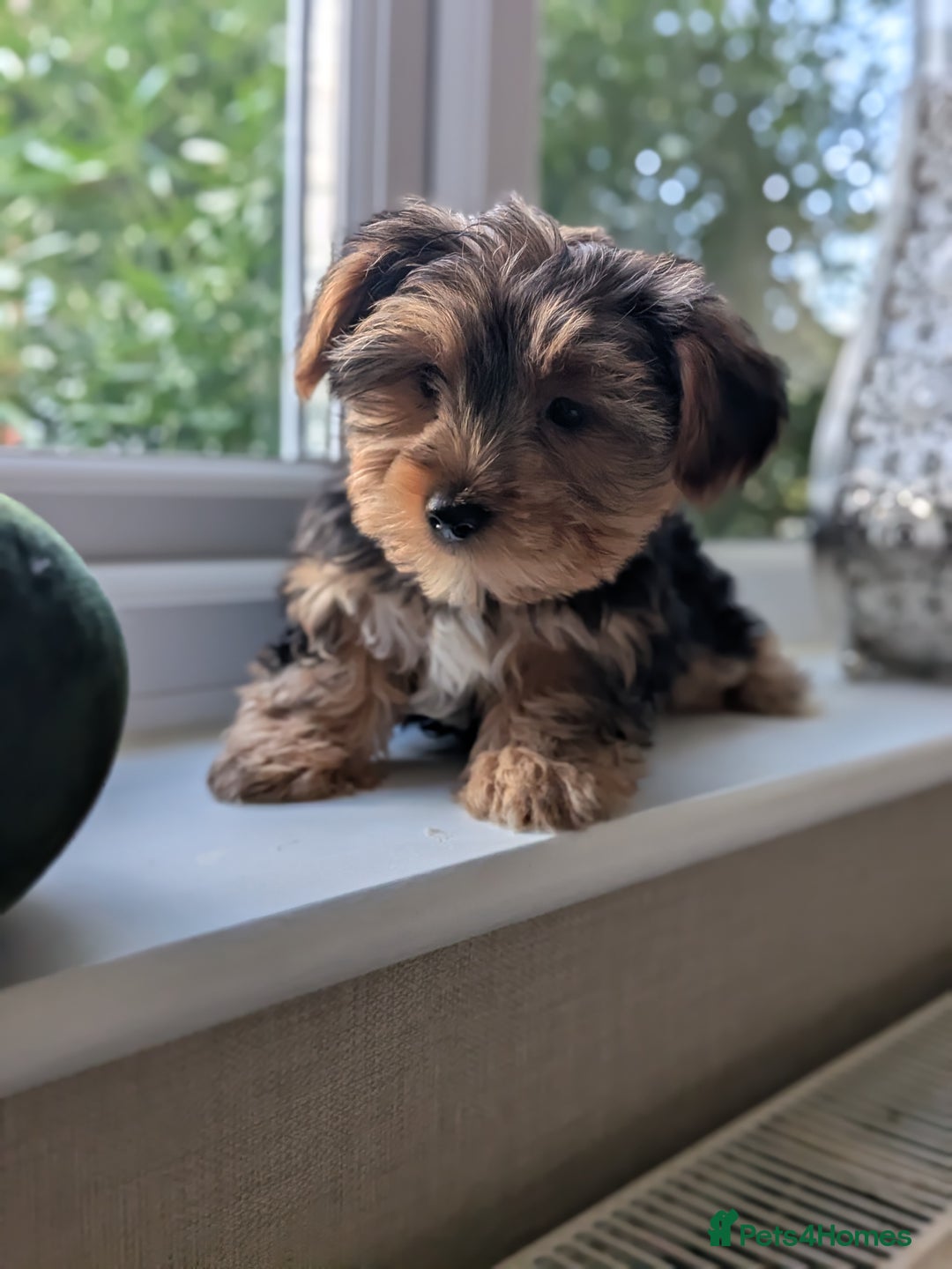 Yorkshire Terrier dogs for sale: 3 Male Yorkshire terriers left  - Image 29