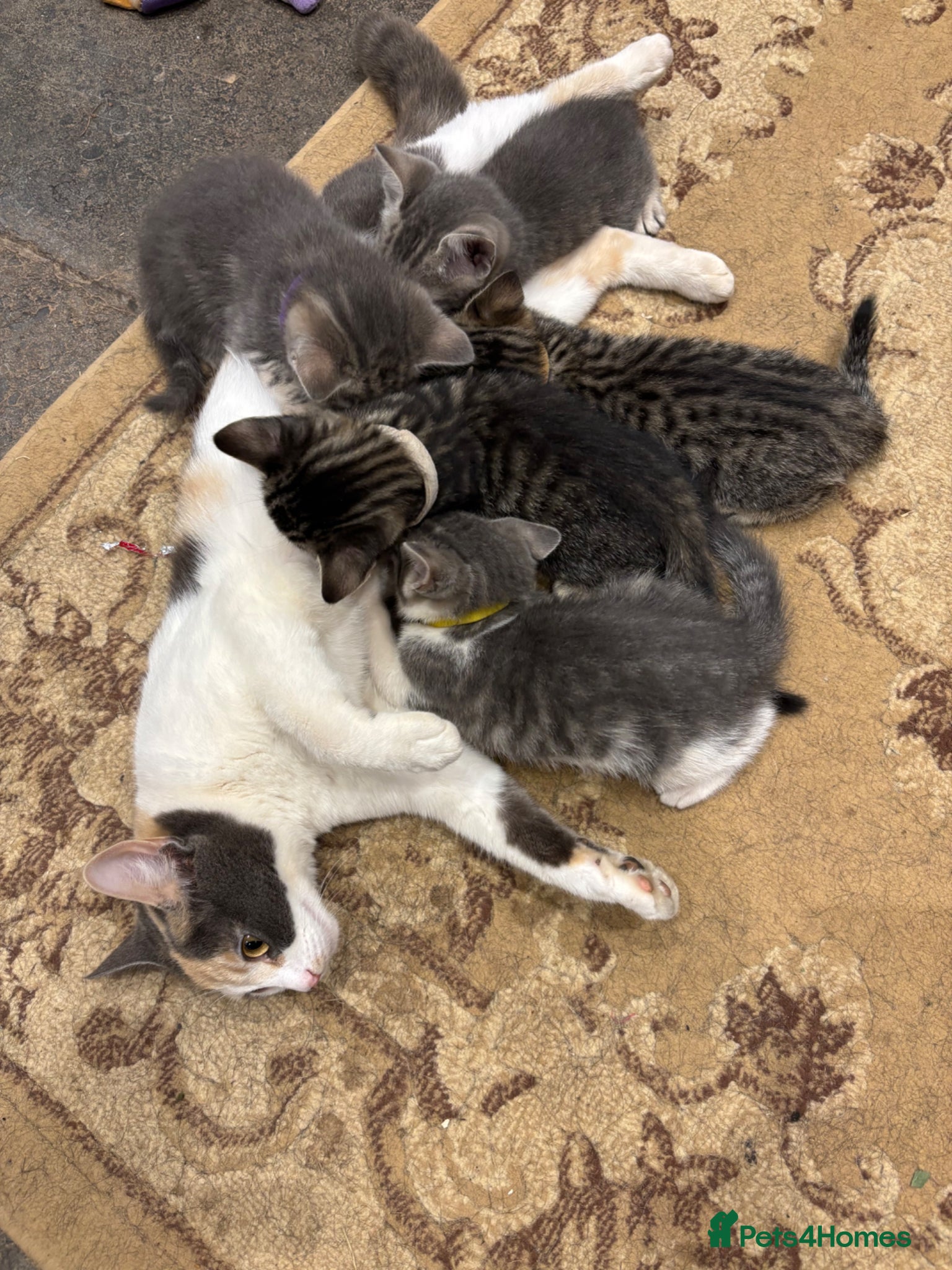 Mixed Breed cats for sale: Gorgeous Kittens Looking for 5* Forever Homes  - Advert 9