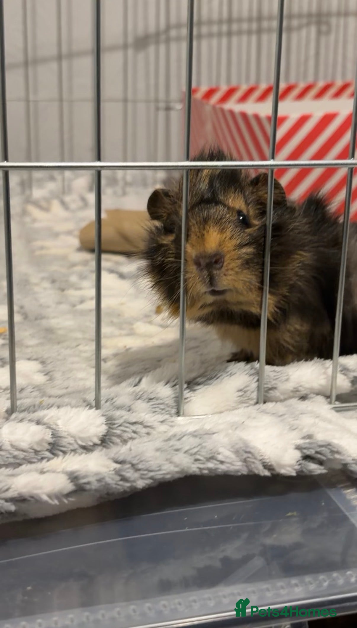 Guinea Pig rodents Baby male guinea pig - Advert 1