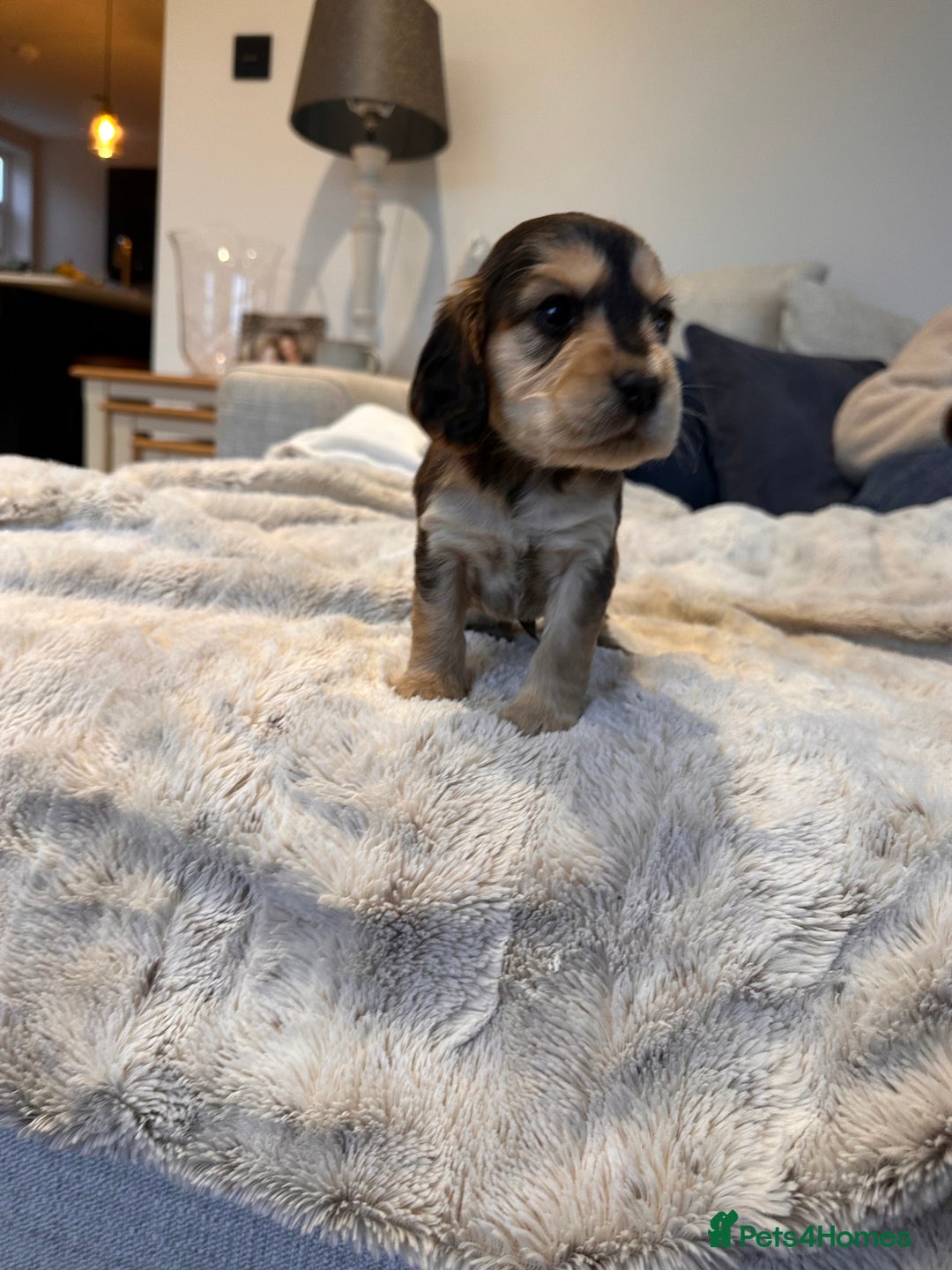 Cocker Spaniel dogs for sale: Stunning Working X Show Puppies. The Perfect Mix - Advert 2