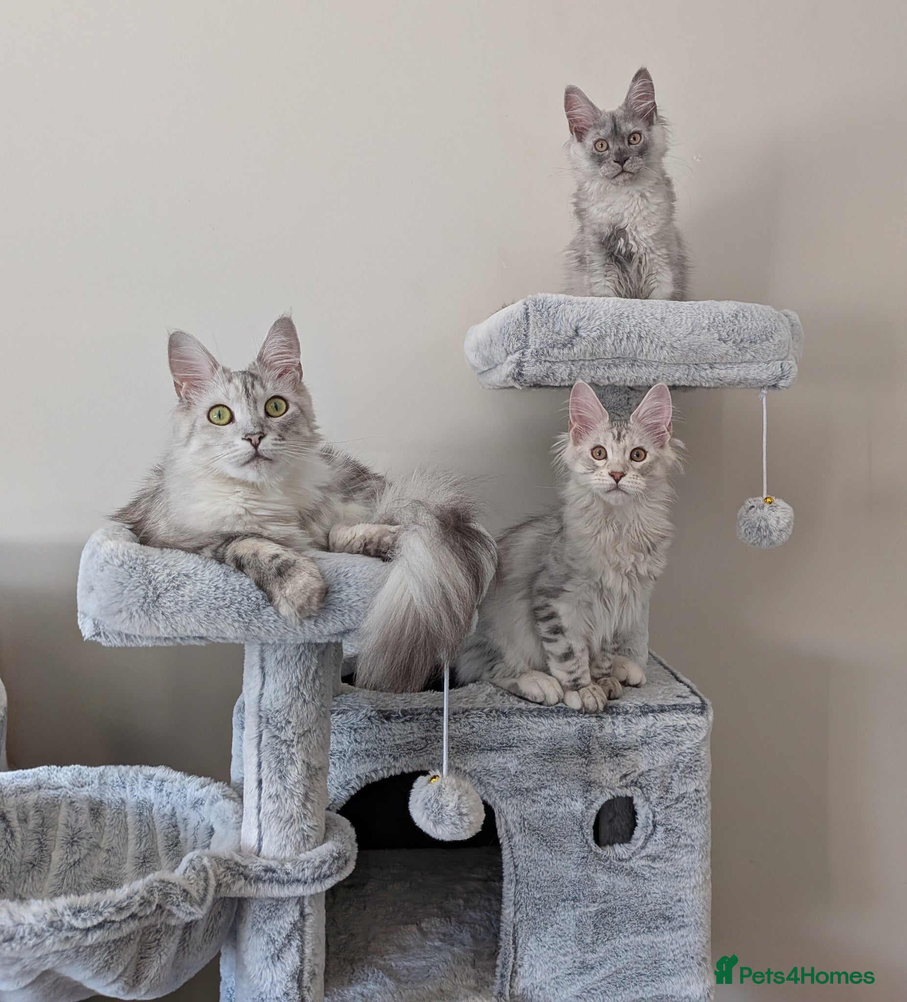 Maine Coon cats Maine coon pedigree male can be  breeding rights  - Advert 1