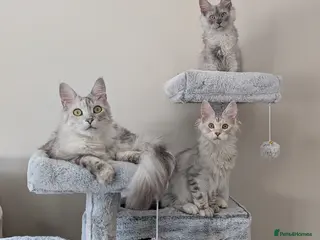 Maine Coon cats Maine coon pedigree male can be breeding rights - Advert 1