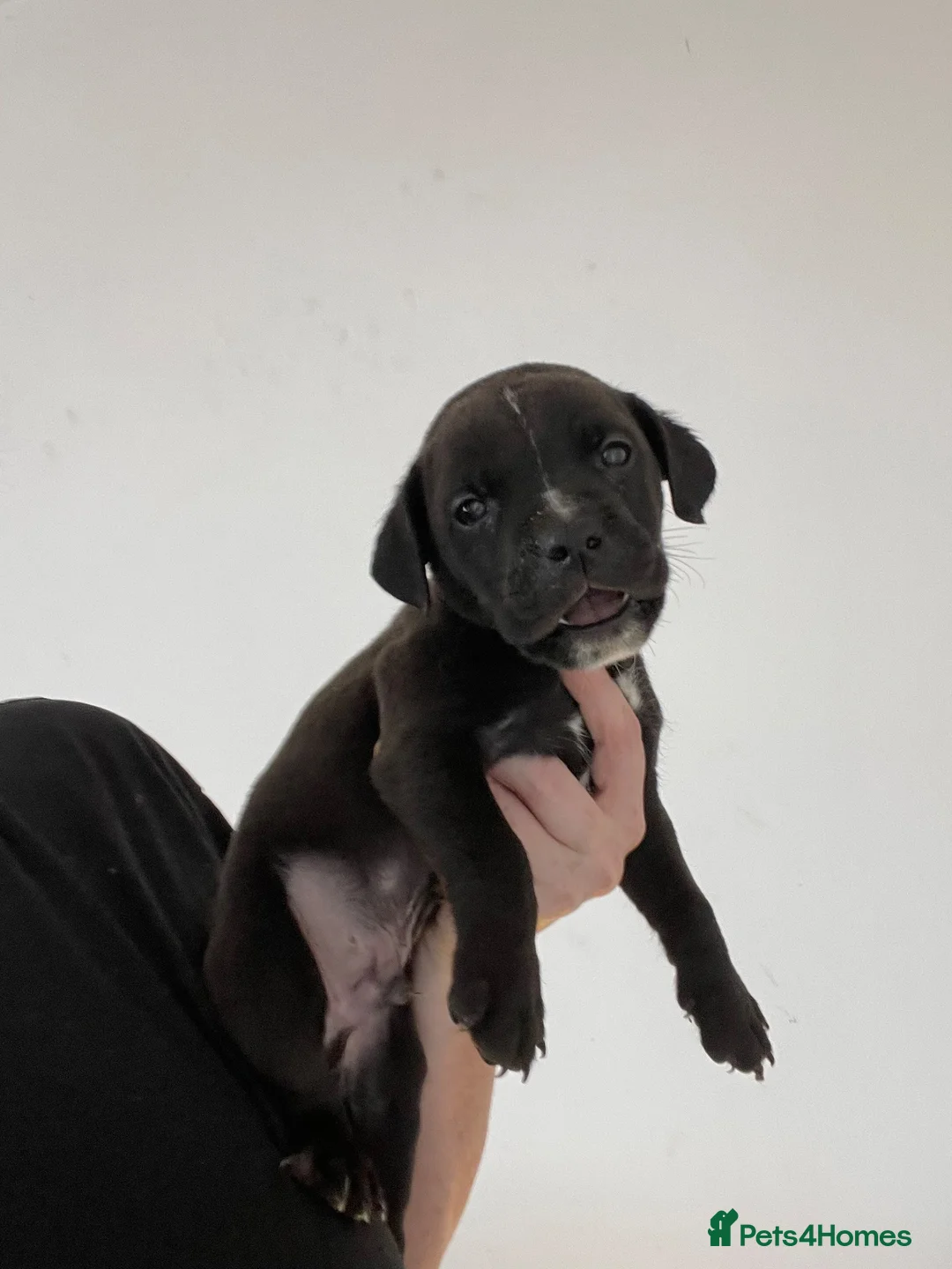 Mixed Breed dogs for sale: Cane corso x staffy pups in Birmingham - Advert 2