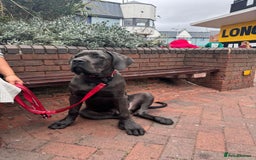 Cane Corso dogs for sale: Cane corso Rex 5 months old  - Image 2