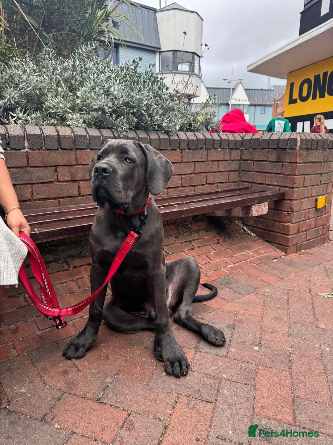 Cane Corso dogs for sale: Cane corso Rex 5 months old  - Image 2
